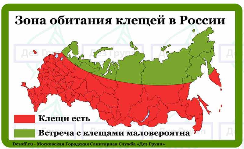 Где живут клещи: на карте представлена зона обитания клещей в России