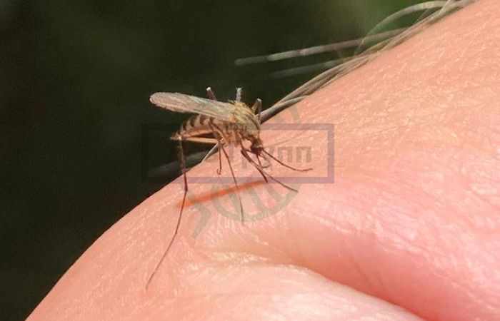 Гнус - это комары, москиты, слепни и другие.
