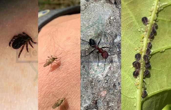 Как избавиться от насекомых на даче