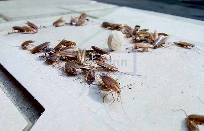 Тараканы перебегают из подвалов и соседей
