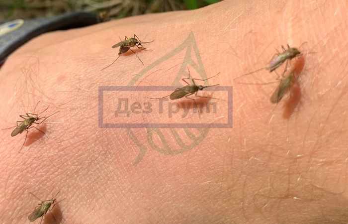 Комары на фото