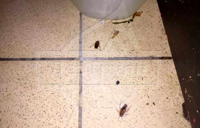 Как избавиться от тараканов в столовой