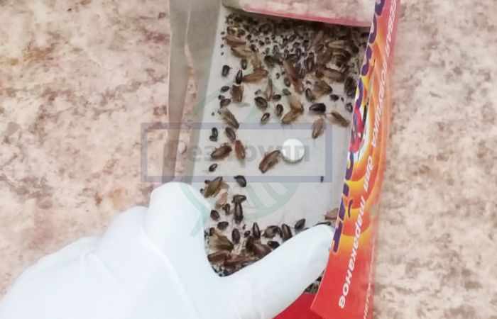 Купить ловушки для тараканов в Москве