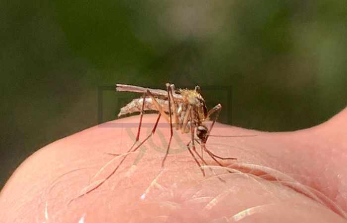 Насекомые на даче - комары