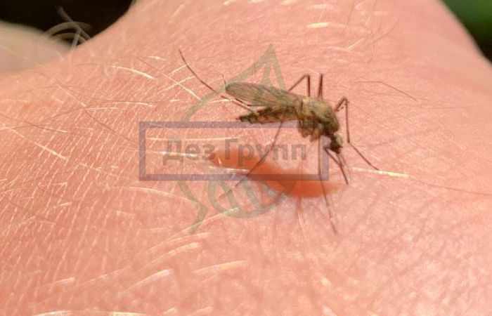 Кровососущие насекомые в квартире - комары