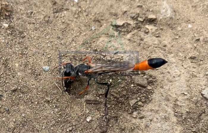 Фотография насекомого осы-наездника