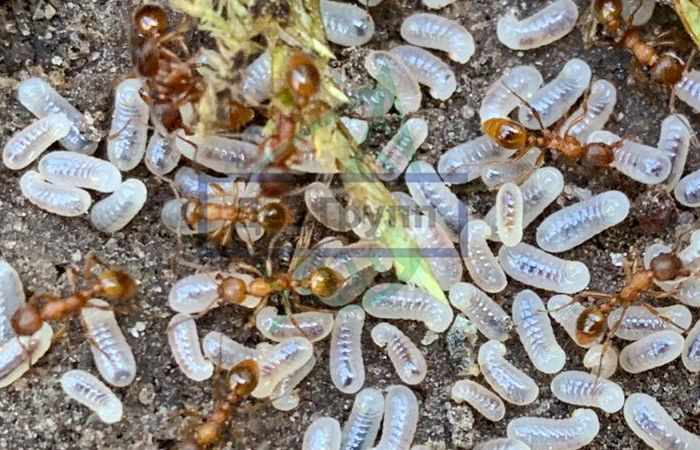 Дезинфекция муравьев и их личинок