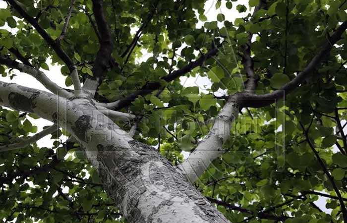 Обработка деревьев осенью от вредителей - кто может обработать деревья