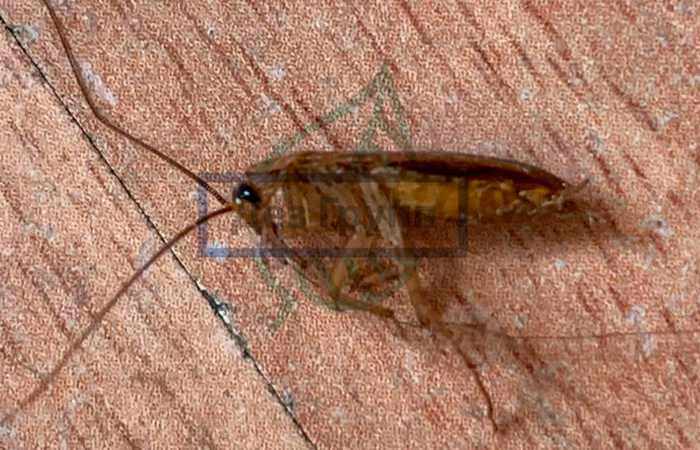 Аллергия на тараканов - зуд, покраснения, слезливость