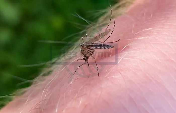 Дезинсекция от комаров на общественных и частных участках